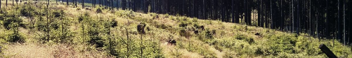 Ich mag Wälder und Hügel