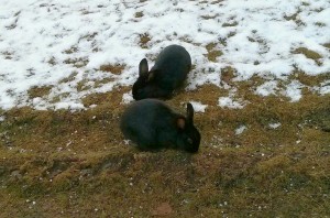 2 schwarze Hasen im Schnee