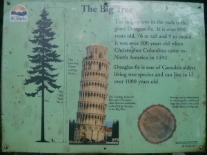 Tafel "The Big Tree"