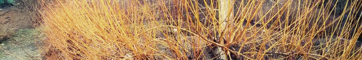 Tour nach Vancouver (Tag 3)