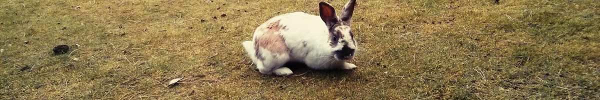 Die VIU und Kaninchen