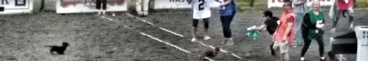 Das Rennen der Dachshunde